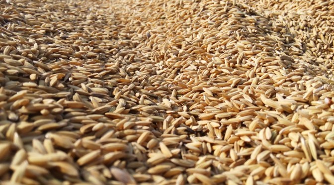 Renewed concerns about NZ’s approval of Syngenta’s GE Golden Rice with no evidence of safety data required