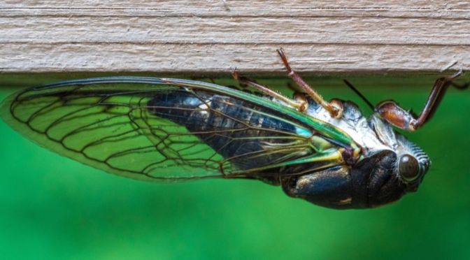 Ready to Eat Bugs? The WHO’s Evil New Food Control Trap