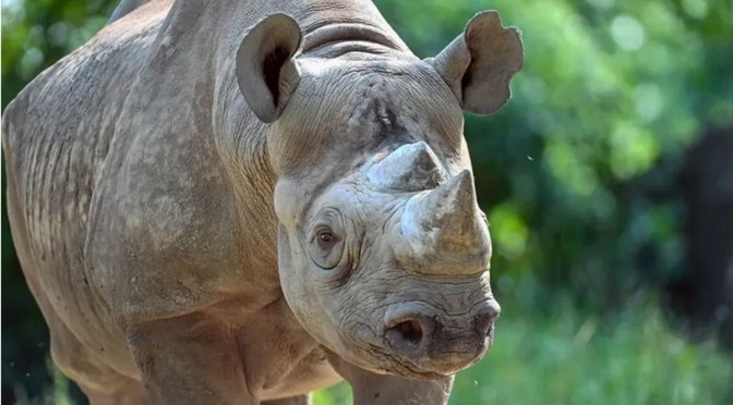 Animals continue to “die suddenly” at zoos throughout the world