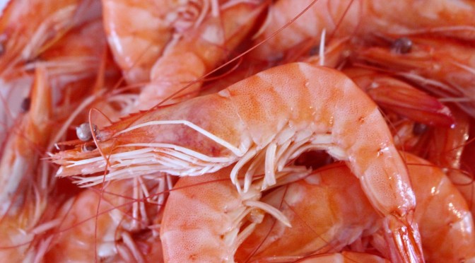 mRNA Vaccines Now Headed for Shrimp