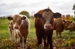 three cows grazing