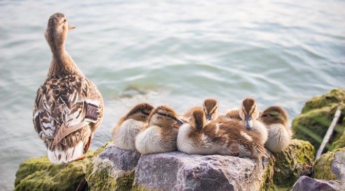 With France planning to vaccinate 64 million ducks, is bird flu being weaponized?