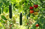 cucumbers and tomatoes in a vegetable garden