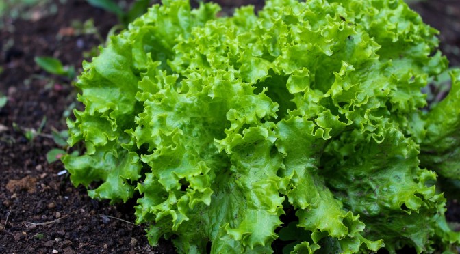 How to turn edible plants into mRNA vaccine factories: yes the University of California is studying this right now with US tax dollars