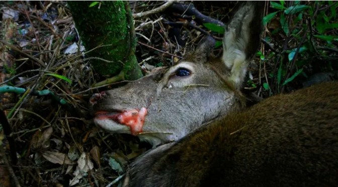 The real reason they are culling your animals – it’s multi layered