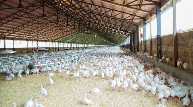 Another Scam Exposed: American Chicken Farmer Says it’s NOT Bird Flu that is Killing Chickens