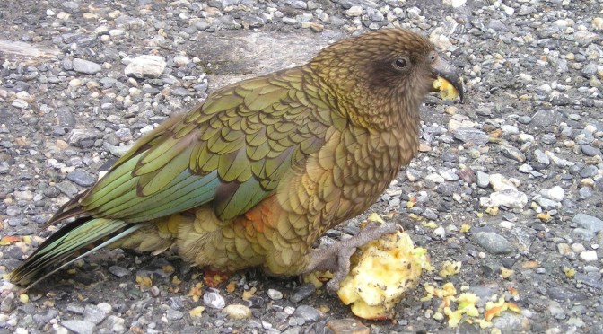 DoC’s own data reveals each 1080 poisoning operation kills on average 12% of NZ’s native kea – “a tragedy easily avoided” – Dr Jo Pollard (2020)
