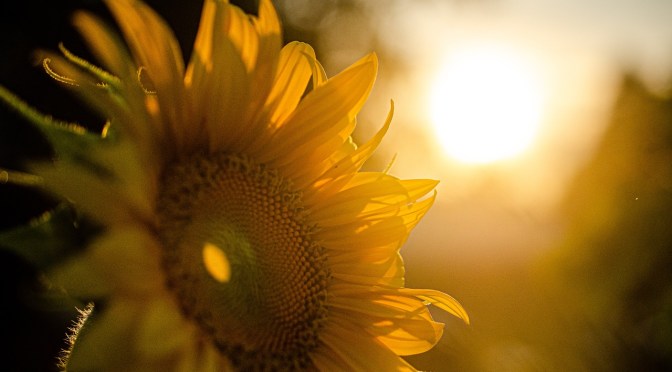 Getting your vitamin D (Mercola)