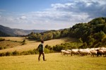 farmer with flock of sheep
