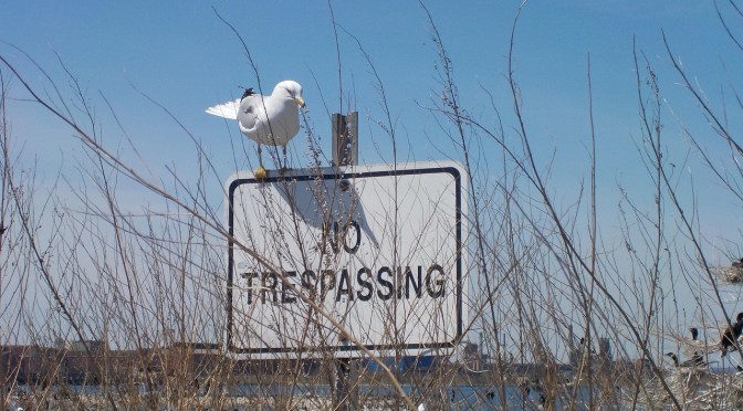 seagull on no trespassing sign