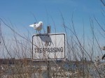 seagull on no trespassing sign