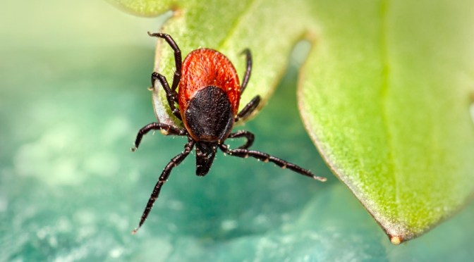 Tick