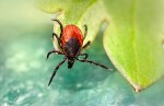 Tick