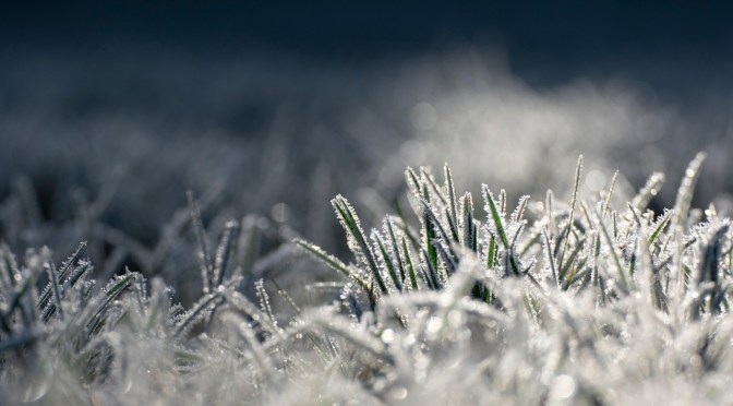 frost on the lawn