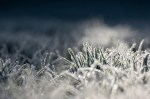 frost on the lawn