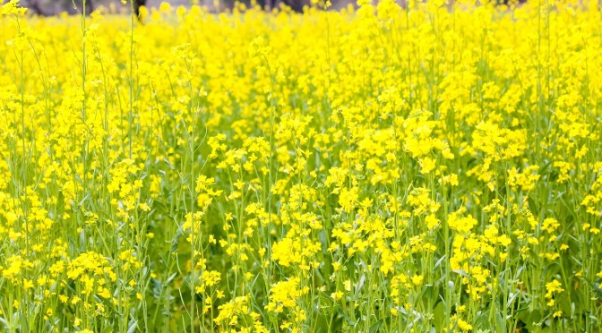 mustard crop