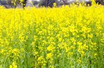 mustard crop