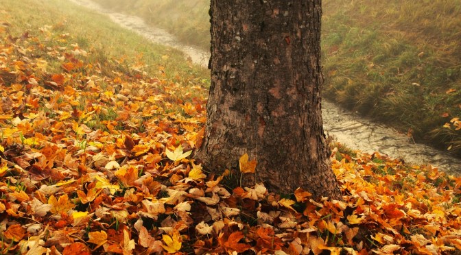Gardening: LEAVES AND ROBBERS (Wally Richards)