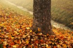 autumn leaves