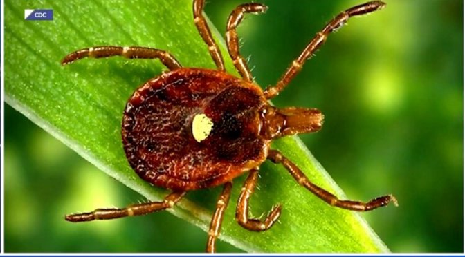 Tick-Borne Alpha-Gal Syndrome, Previously Rare, Skyrocketed 10,000% as Bill Gates Spent $7.6 Million Developing GMO Ticks Designed to Spread in the Wild