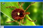 tick alpha gal