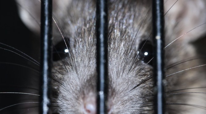“Rat Virus,” Masks, Isolation, Lockdown, Global Panic: Fraud and Stupidity All