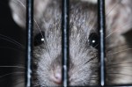 rat behind bars Image by Silvia from Pixabay