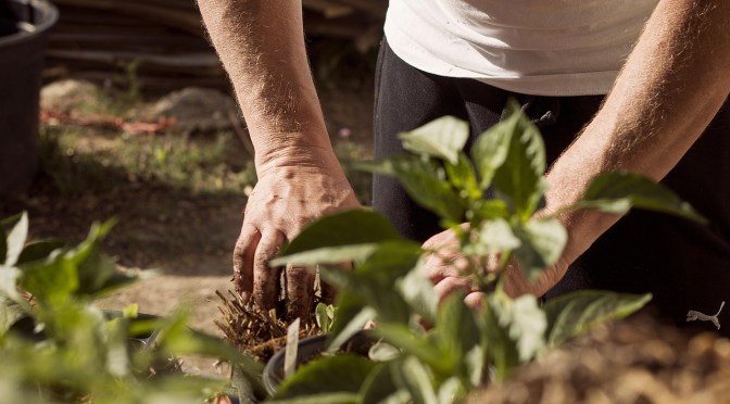 person gardening