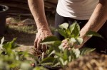 person gardening