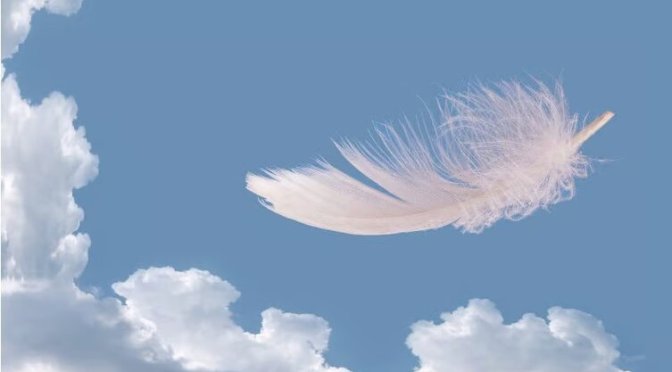 feather floating - Photo Credit - © Canva Pro Content License nzdsos