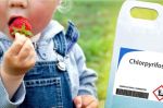 child, strawberry and pesticide