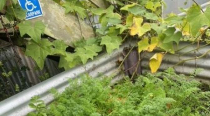 RAISED GARDENS for Vegetables or Flowers (Wally Richards)