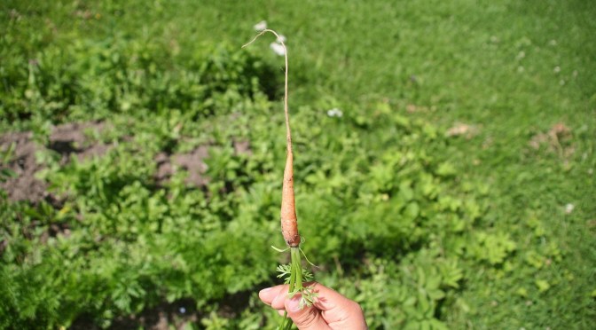carrot Image by Henri Ollikainen from Pixabay