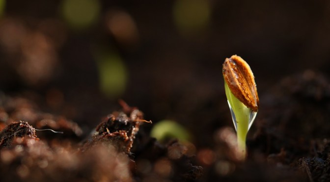 seedling - pixabay