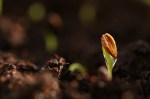 seedling - pixabay