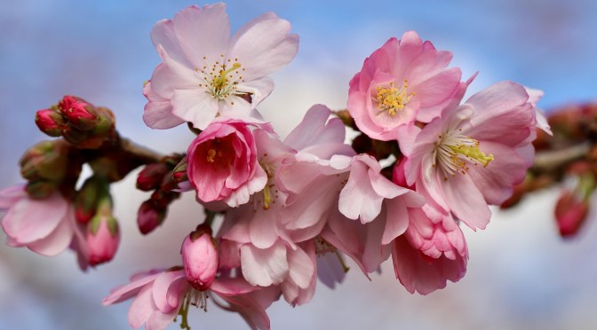 spring blossoms