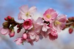 spring blossoms