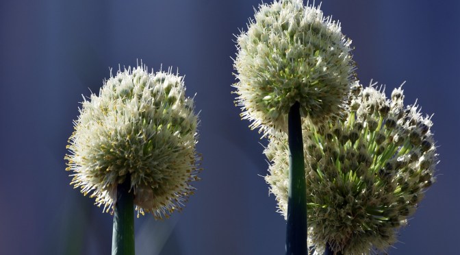 garlic seed