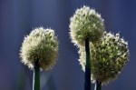garlic seed