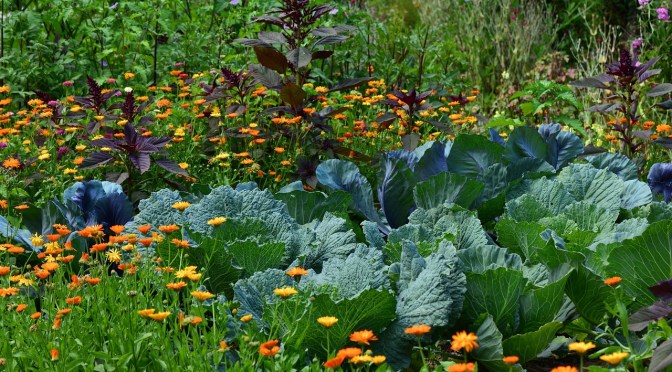 companion planting cabbage and marigold