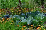 companion planting cabbage and marigold